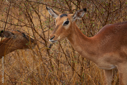 Female antelope eating herbs in the Kruger National Park in South Africa.