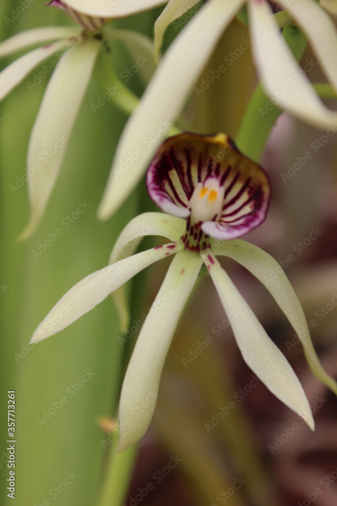 Obraz premium Orquídea