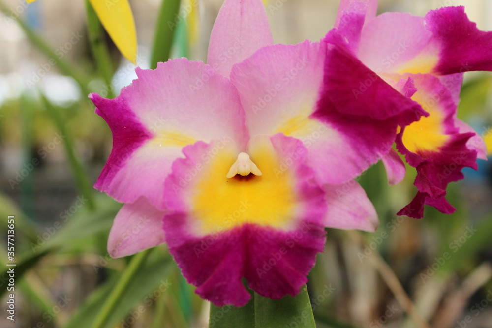 Fototapeta premium Orquídea