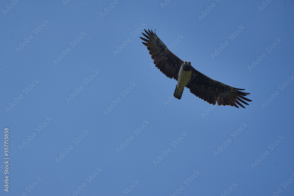 Martial eagle Polemaetus bellicosus large sub-Saharan Africa species of booted eagle subfamily Aquillinae Martial eagle Polemaetus bellicosus large sub-Saharan Africa species of booted eagle subfamily Aquillinae