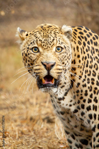 African leopard in the African savannah  in the Kruger National Park.