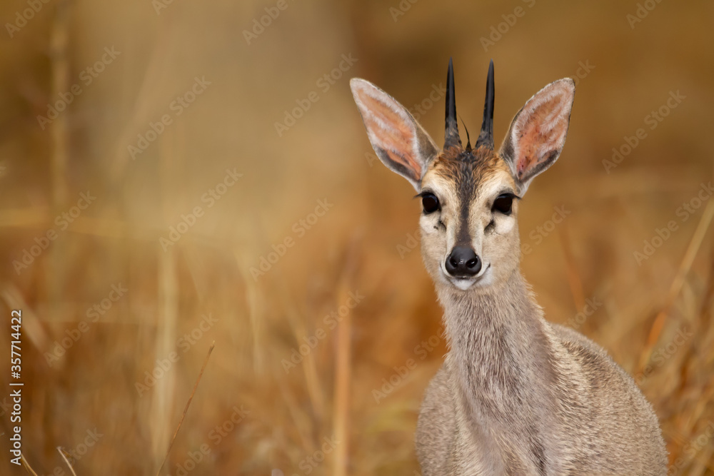 Small antelope in in the Kruger National Park in south africa