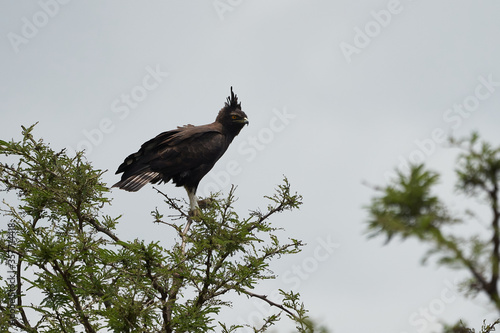 Obraz na plátně Crowned eagle African crowned eagle hawk Stephanoaetus coronatus Lake Nakuru Ke