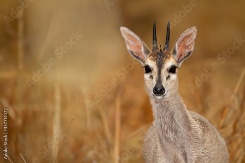 Small antelope in in the Kruger National Park in south africa