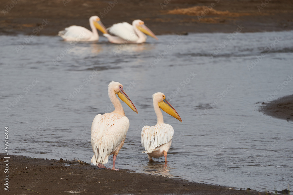 Great white pelican Pelecanus onocrotalus also known as eastern white pelican rosy pelican or white pelican Lake Africa