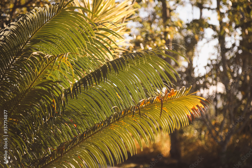 Fototapeta premium Palm fronds bathed in golden sunlight