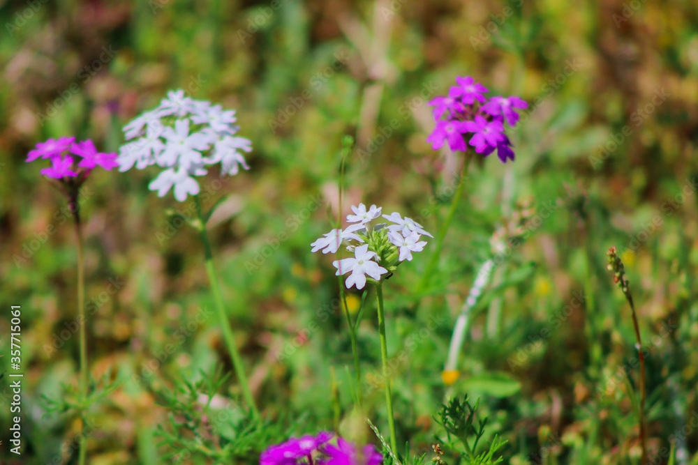 Wildflower Wildflower