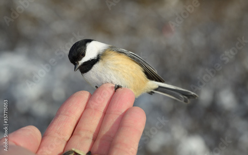 Tiny wild Black Capped Chickadee on fingertips of man with sunflower seeds in a Toronto forest in winter