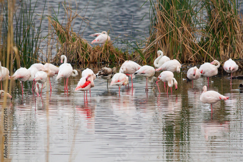 Flamingos in a lagoon in Benoni near Johannesburg