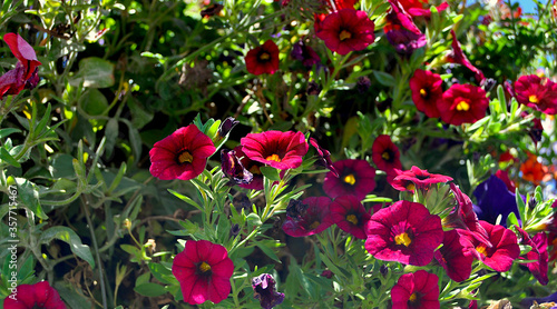 magenta flowers with green background