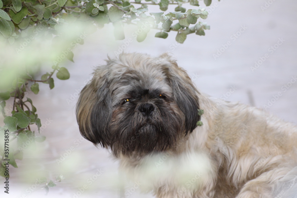 Shih tzu among the leaves. Shih tzu among the leaves.