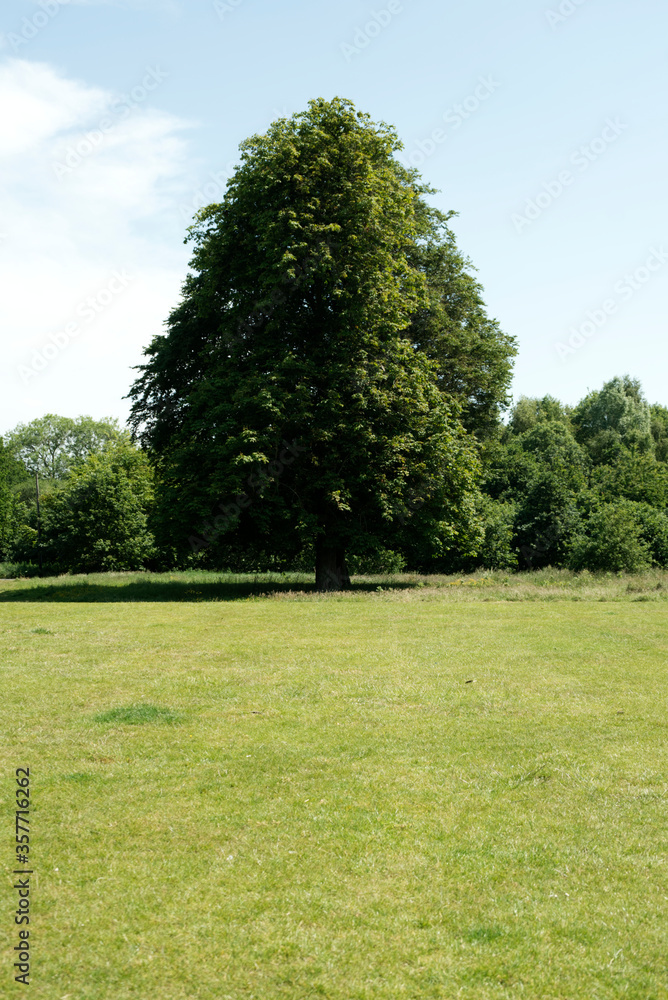 Tree In The Park