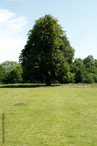 Tree In The Park