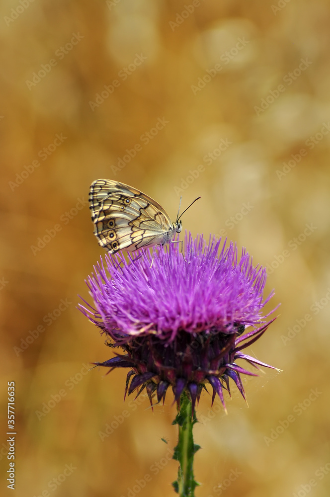 Closeup beautiful butterfly sitting on the flower.