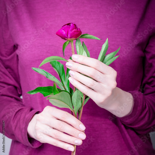 Beautiful female hands holding burgundy peony flower on marsala color dress background. Manicure with pink color nail polish with floral pattern