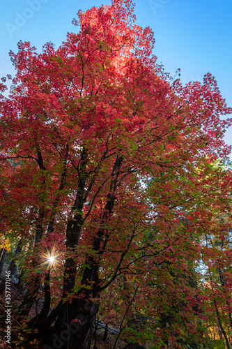 A sunburst through the canopy of the colorful Autumn forest of Bear Wallow in the Santa Catalina Mountains near Tucson.