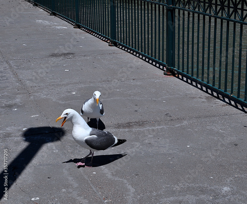 seagulls on the pier