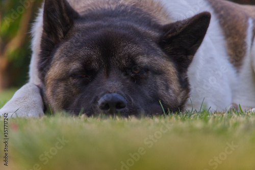 Beautiful american akita portrait !!