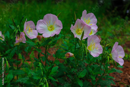 Wildflower