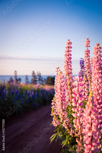 colorful lupines in Prince Edward Island