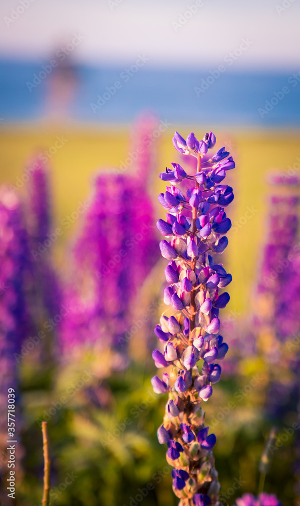 Fototapeta premium colorful lupines in Prince Edward Island
