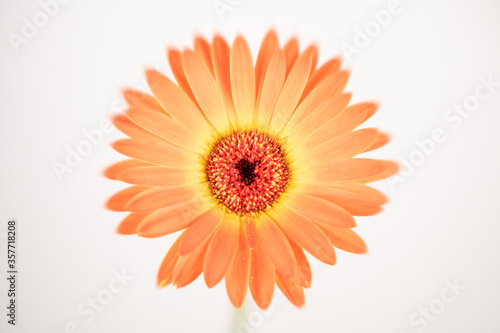 light orange and yellow gerbera flower head centered on white background 