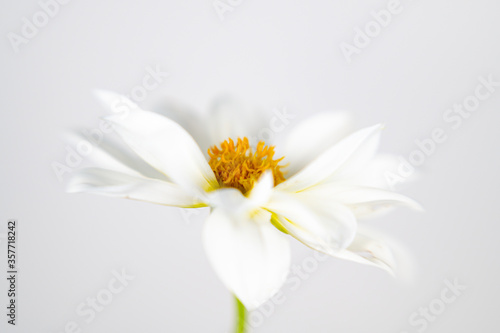 White dahlia flower centered on white background with center focus 