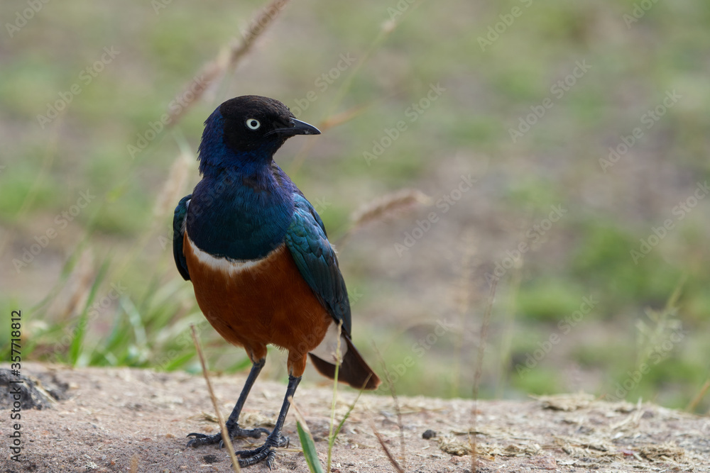 Superb starling Lamprotornis superbus formerly known as Spreo superbus Kenya Tanzania Superb starling Lamprotornis superbus formerly known as Spreo superbus Kenya Tanzania