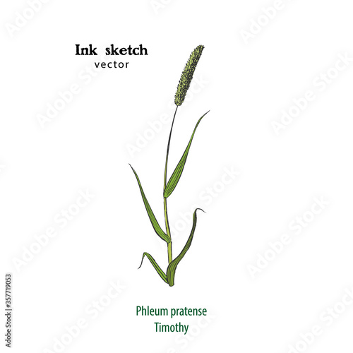 Hand drawn illustration of sprig of Timothy grass, Phleum pratense, ink sketch.