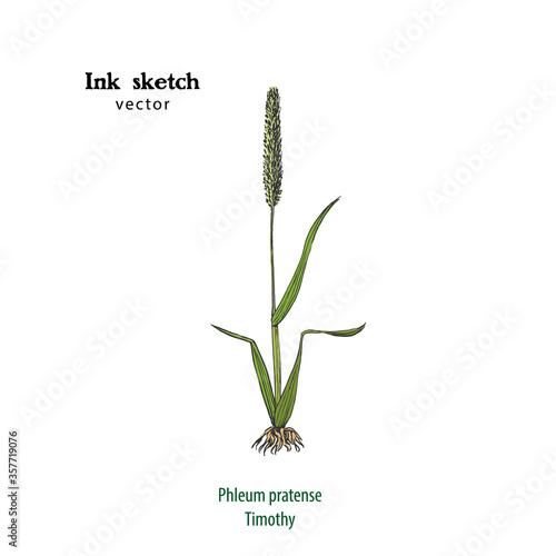 Hand drawn vector illustration of Timothy grass, Phleum pratense, ink sketch.