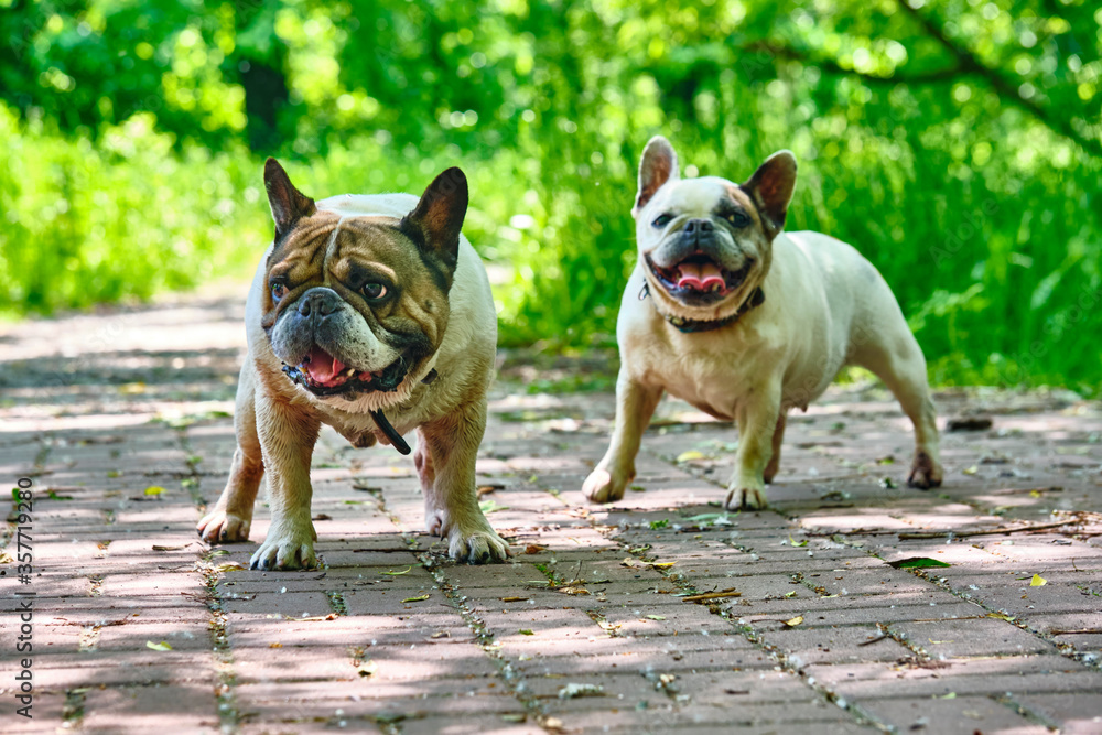Two charming bulldogs general plan color nature