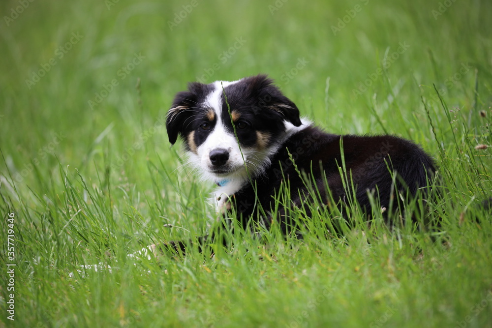 border collie dog, dog on the grass 