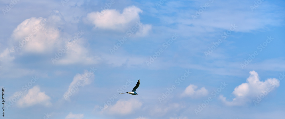 Obraz premium white seagull flies in the air against the blue sky color