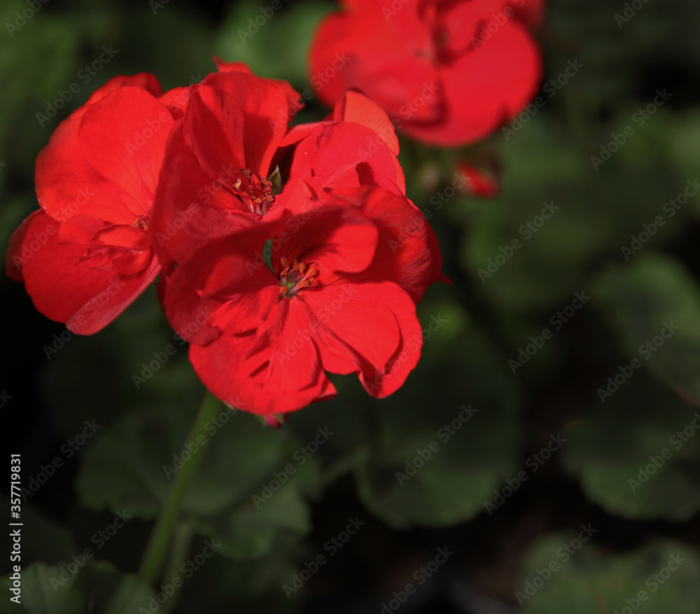 Red geranium flowers on a background of green leaves Red geranium flowers on a background of green leaves