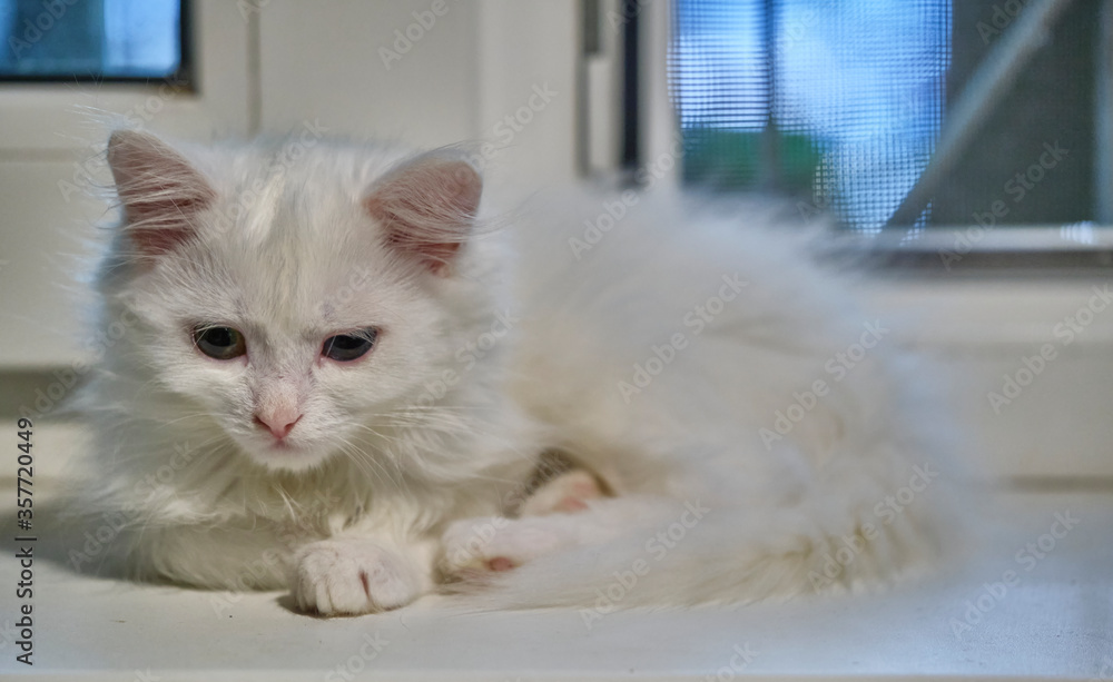 Fototapeta premium white kitten lies by the window coolor nature