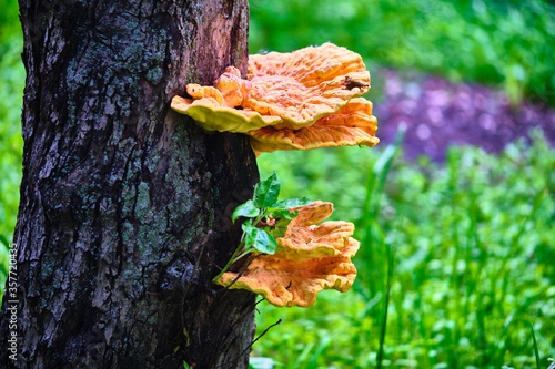 beautiful chaga mushrooms grow on the trunk of a tree