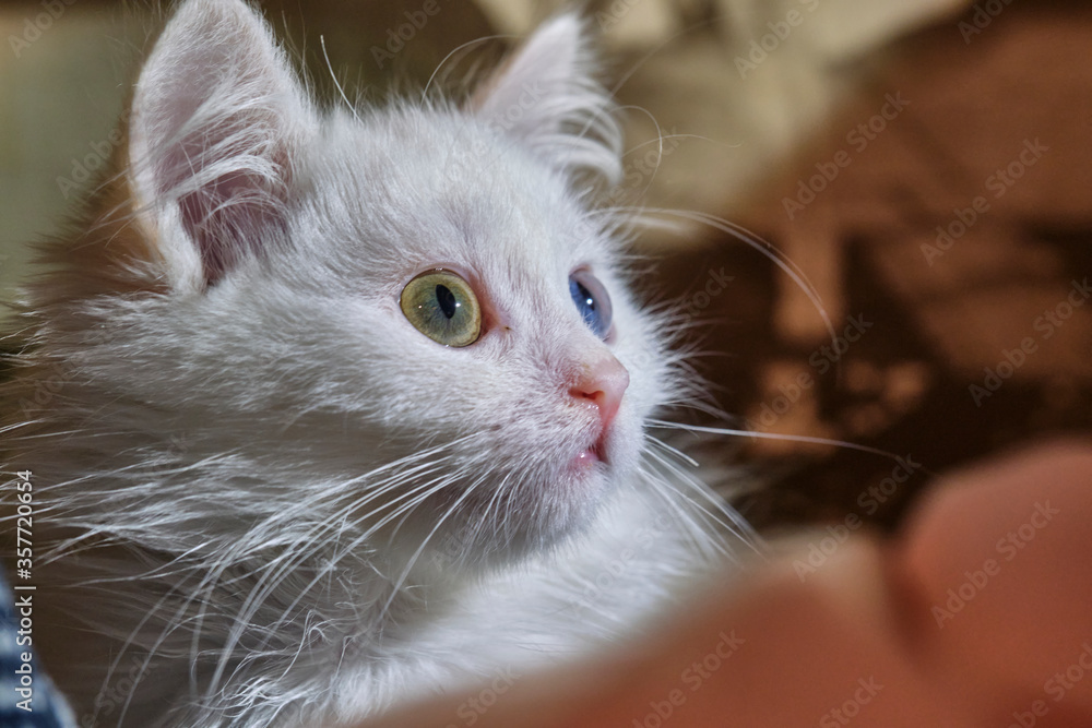 White kitten with different eye portrait low light color