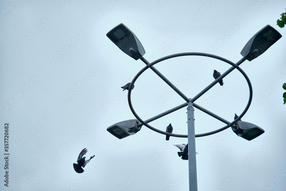 pigeons sit on a lamppost general plan color pigeons sit on a lamppost general plan color