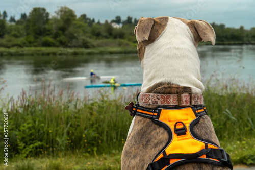 Dog watches as rowers on the river pass by photo