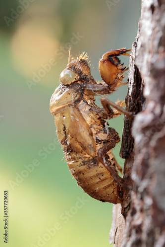 Foto close up of cicada shell on tree