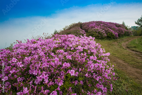 바래봉 철죽