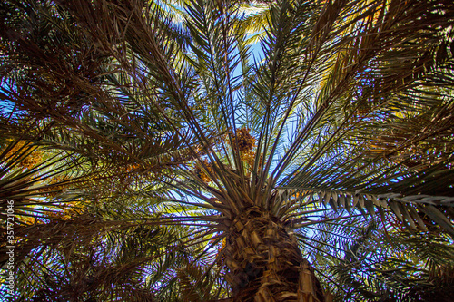 Dates trees in a garden in Medina  Saudi Arabia.