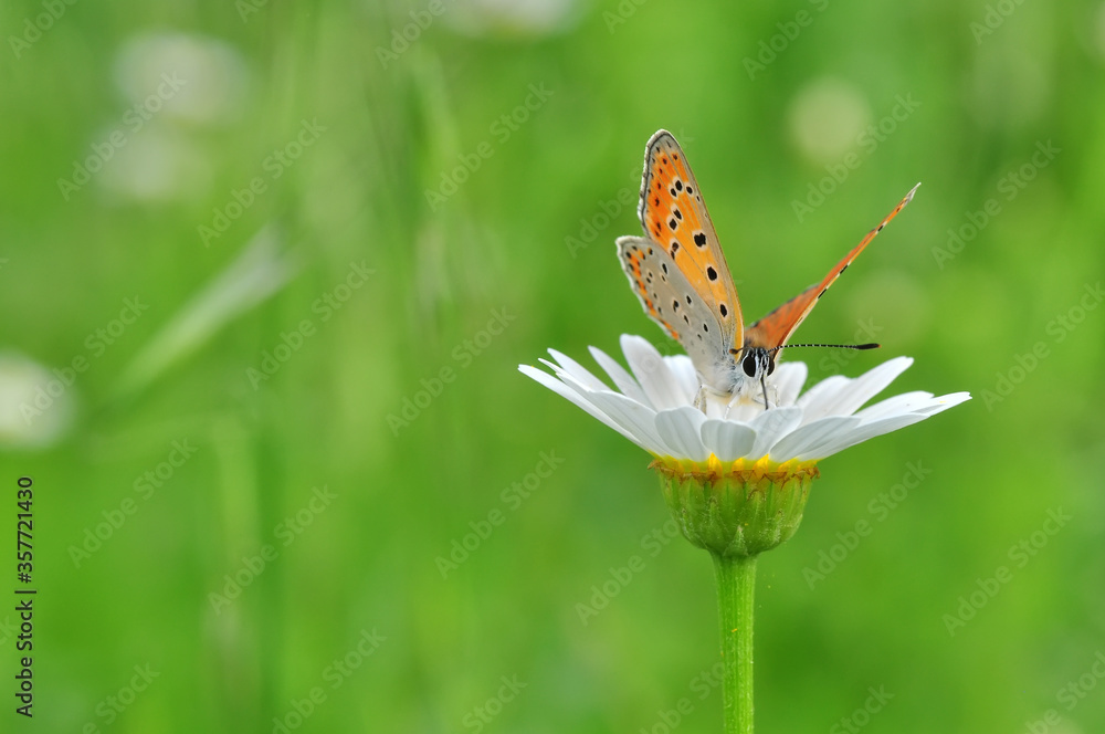 Closeup beautiful butterfly sitting on the flower in a summer garden
Closeup beautiful butterfly sitting on the flower in a summer garden