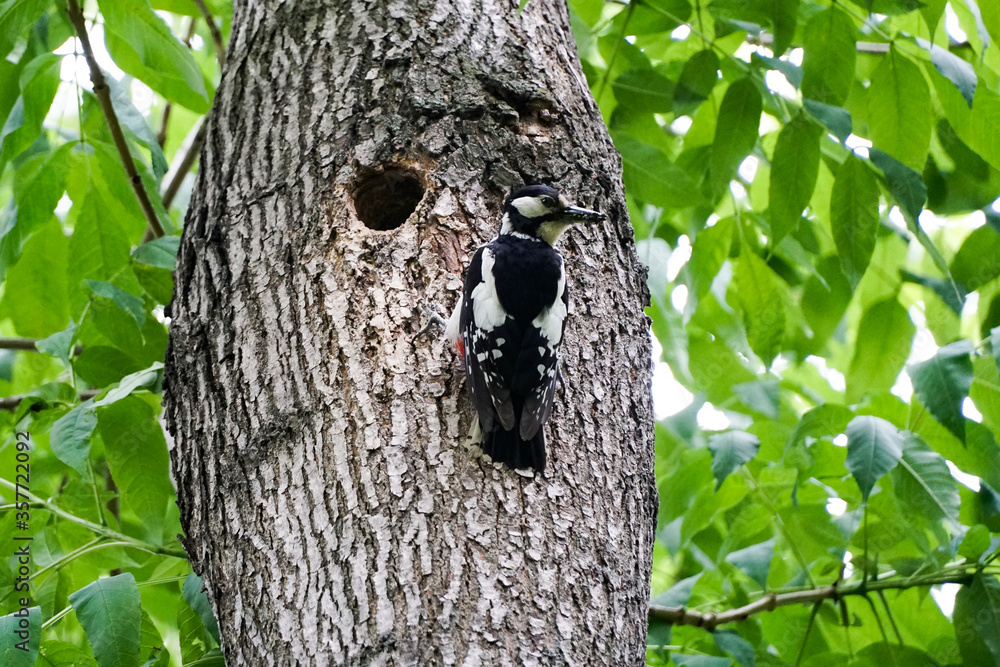 Obraz premium spotted woodpecker Dendrocopos major sits on a tree trunk with a hollow, the female feeds the chicks in early summer