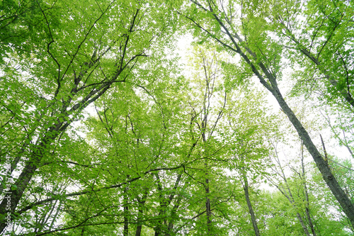 low angle view of spring green tree in forest © nd700