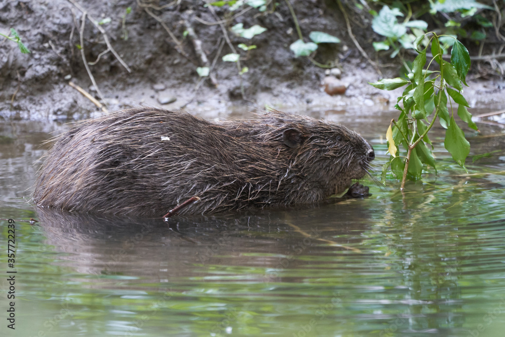 European Beaver Eurasian Castor Fiber Portrait River