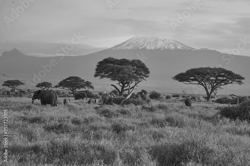 Elephant Group Amboseli - Big Five Safari -Kilimanjaro African bush elephant Loxodonta africana