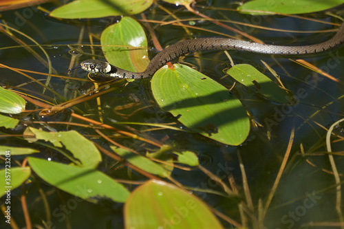 Gras Snake in Lake Natrix Natrix Portrait