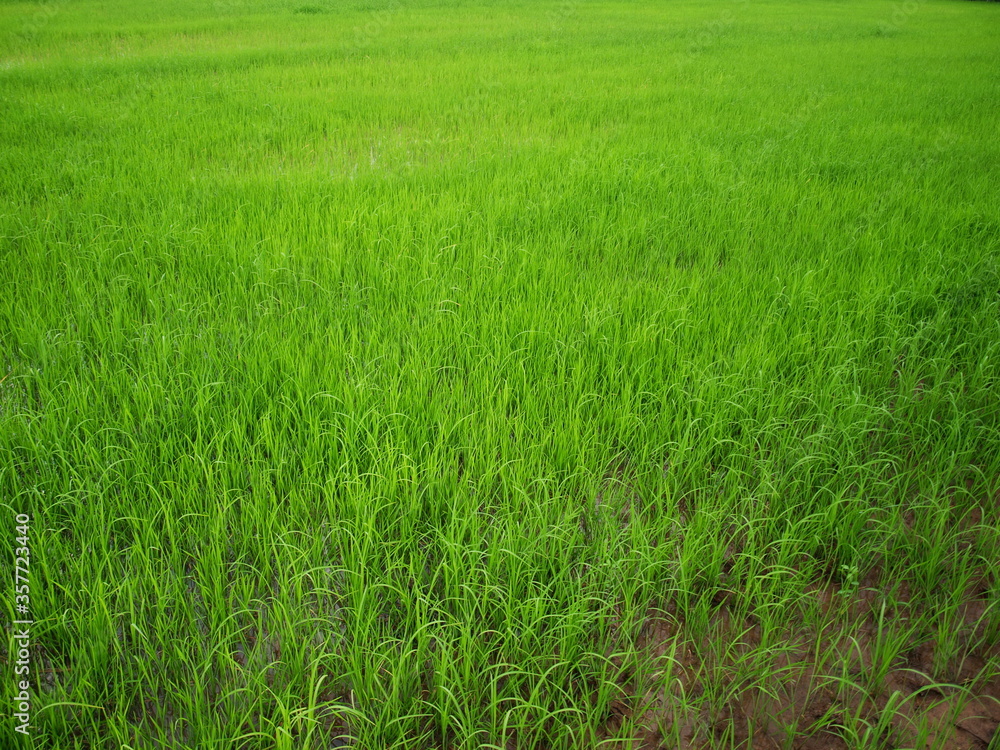 Green young rice in rice fields Rice is growing on a rice farm. Selective focus Green young rice in rice fields Rice is growing on a rice farm. Selective focus