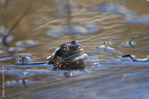 Water frog Pelophylax and Bufo Bufo in mountain lake with beautiful reflection of eyes Spring Mating